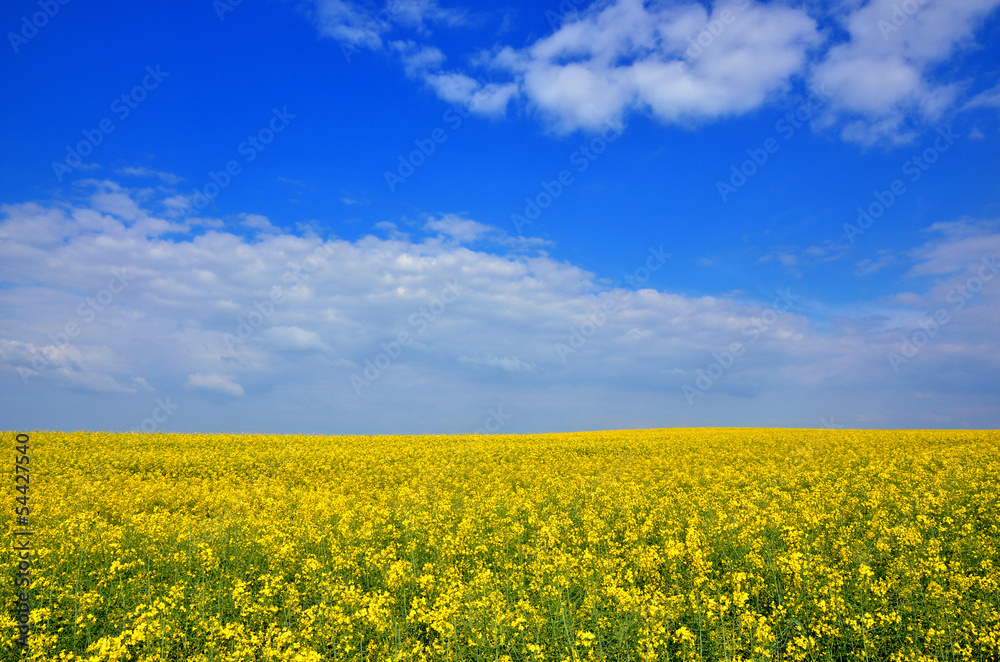 Field of yellow flowers