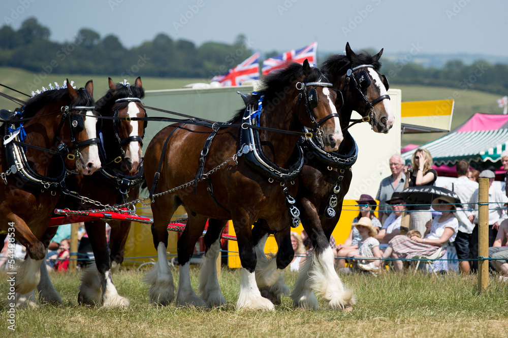 Shire Horses
