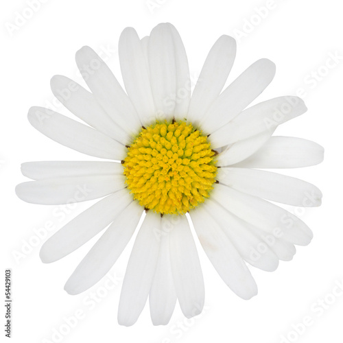 Blume Margerite