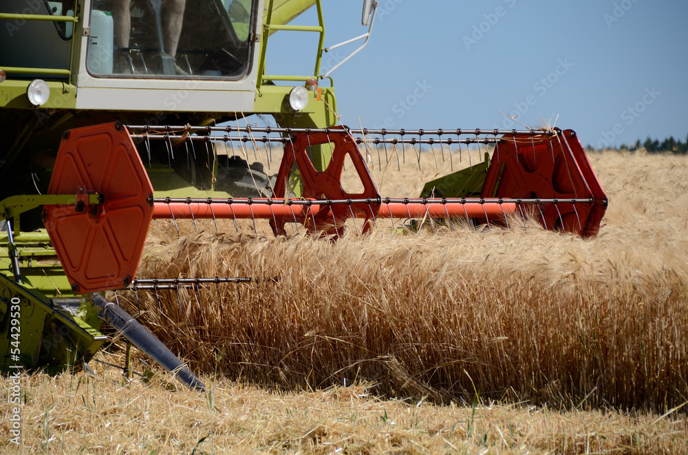 Fototapeta premium Getreideernte