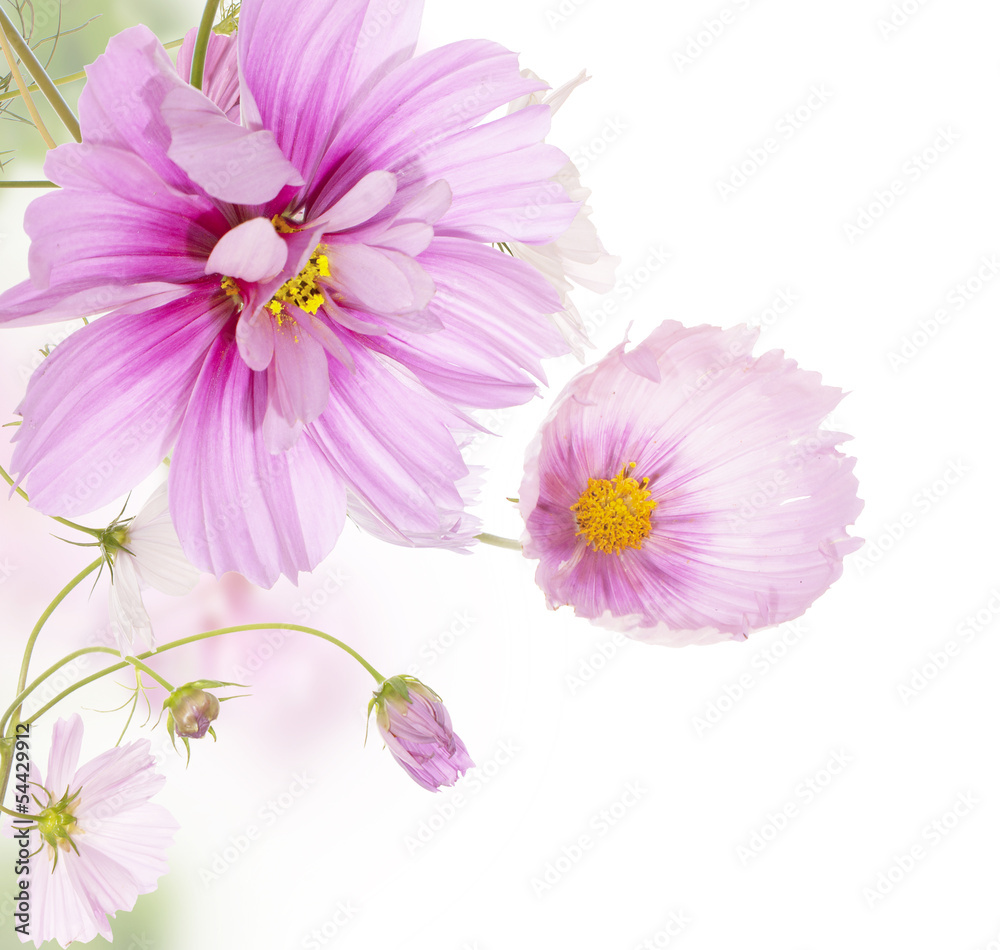 Beautiful flower background