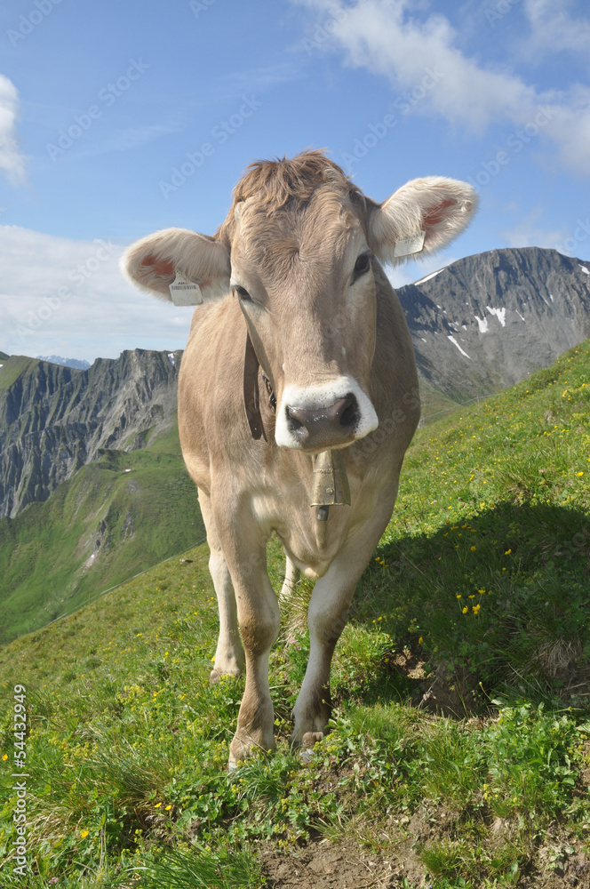 Kuh im Gebirge