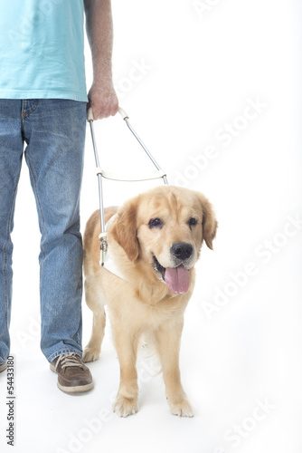 Guide dog isolated on white
