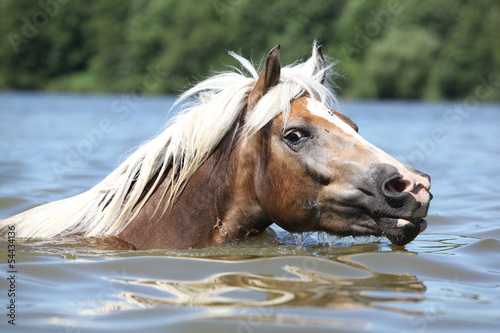 Blond haflinger swimming and looking at you