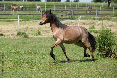 Young welsh mountain pony mare running