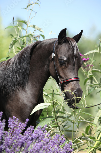 Fototapeta Naklejka Na Ścianę i Meble -  Black miniature horse behind purple flowers