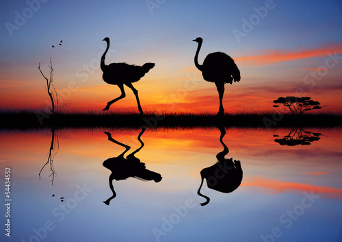 Wild ostriches at sunset