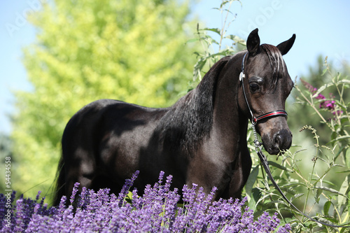 Fototapeta Naklejka Na Ścianę i Meble -  Black miniature horse behind purple flowers