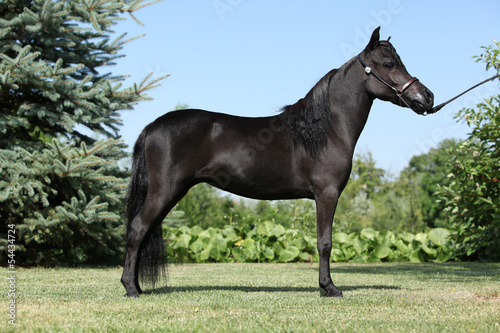 Fototapeta Naklejka Na Ścianę i Meble -  Black miniature horse in the garden