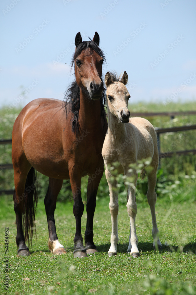 Brown mare with palomino foal on pasture Brown mare with palomino foal on pasture