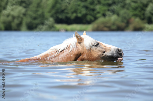 Fototapeta Naklejka Na Ścianę i Meble -  Blond haflinger swimming in the water
