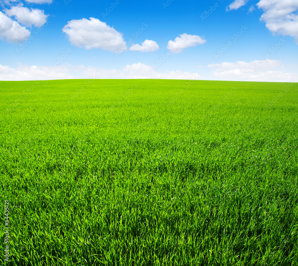 field field