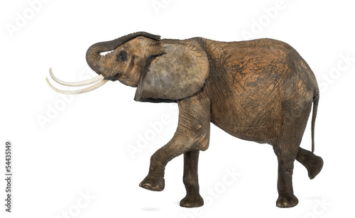 Side view of an African elephant performing  isolated on white