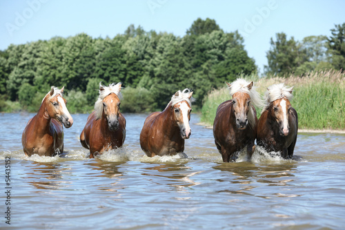 Fototapeta Naklejka Na Ścianę i Meble -  Batch of haflingers moving in the wather