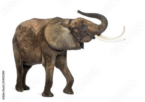 African elephant lifting its trunk, isolated on white