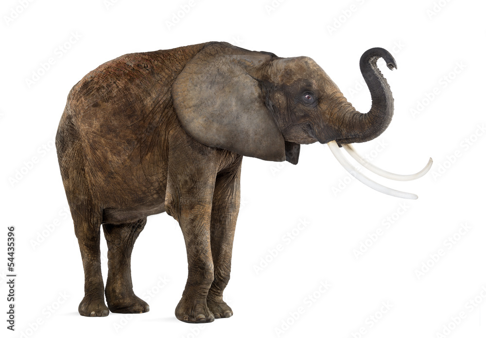 Standing African elephant lifting its trunk, isolated on white