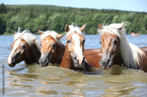 Batch of chestnut horses swimming