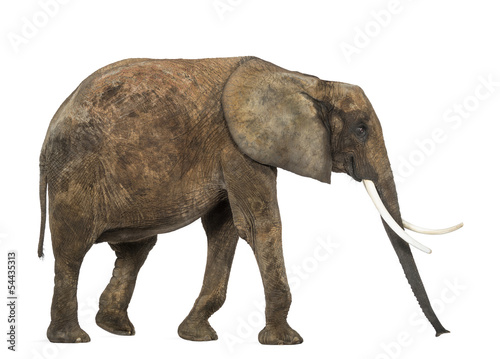 Side view of an African elephant  isolated on white