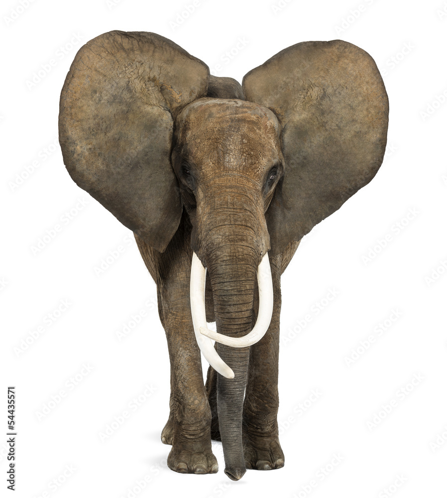 Naklejka premium African elephant standing, ears up, isolated on white
