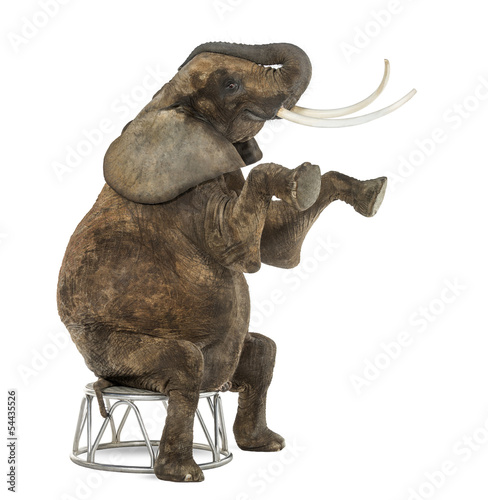 African elephant performing, seated on a stool, isolated