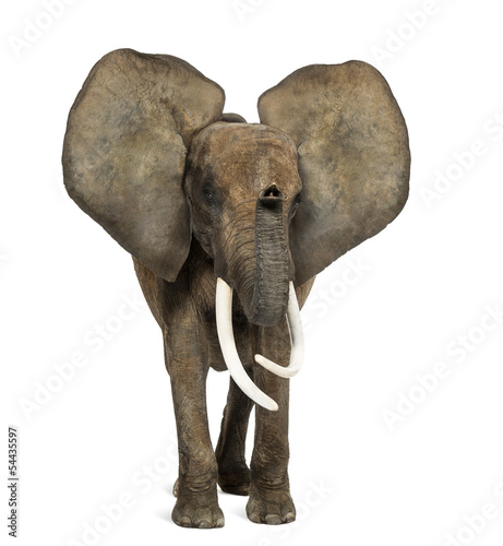 Photography African elephant standing, ears up, isolated on white