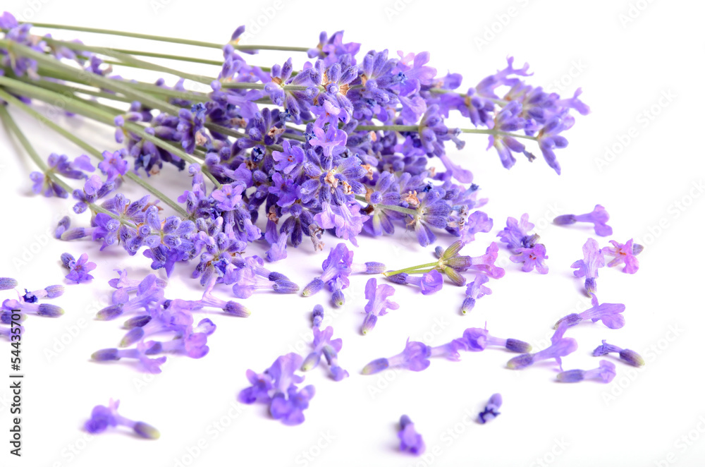 Fototapeta premium Bunch of lavender