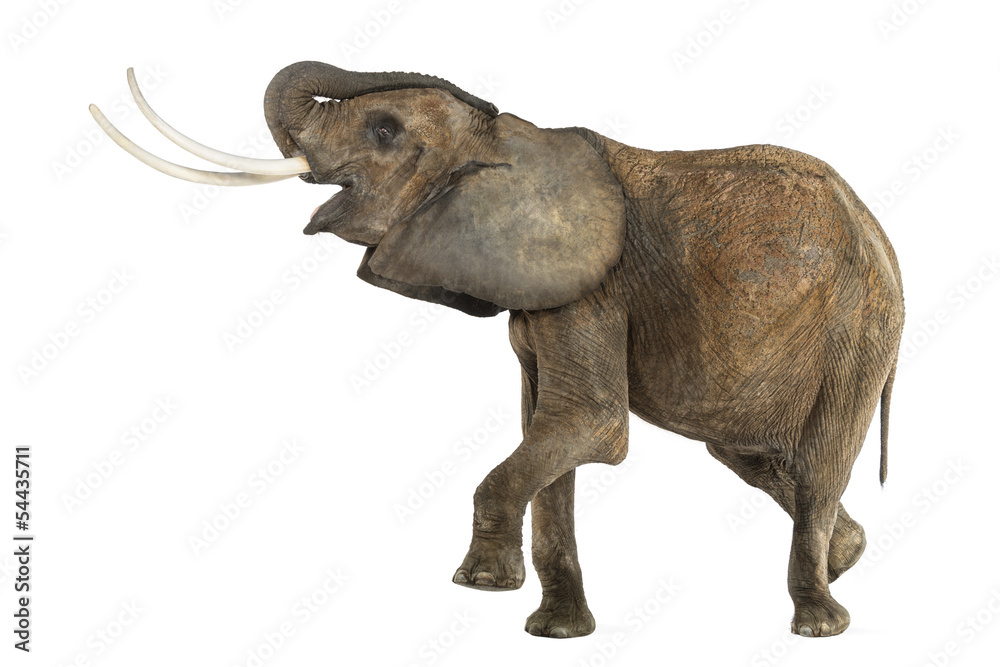 Fototapeta premium African Elephant performing, isolated on white