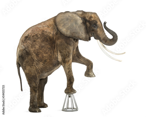 African elephant performing  standing up on a stool  isolated