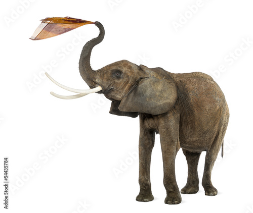 African elephant playing with a tissue  isolated on white