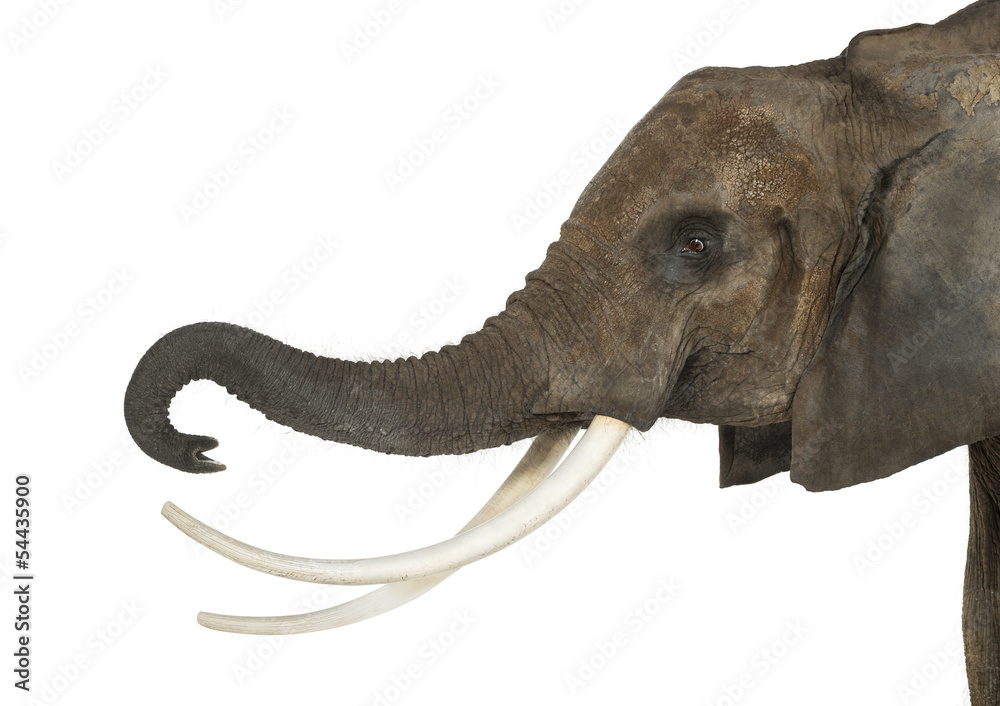 Fototapeta premium Close up of an African Elephant lifting its trunk, isolated