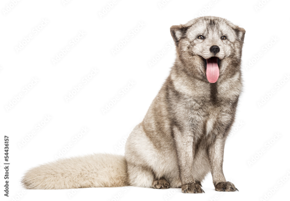 Arctic fox panting, seated, Vulpes lagopus, isolated Arctic fox panting, seated, Vulpes lagopus, isolated