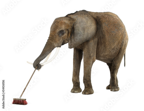 Canvas Print African elephant sweeping, isolated on white