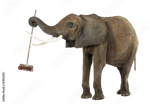 Photography African elephant playing with a broom, isolated on white