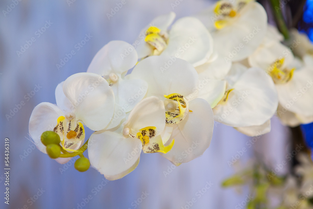 Close up of flower - selective focus Close up of flower - selective focus