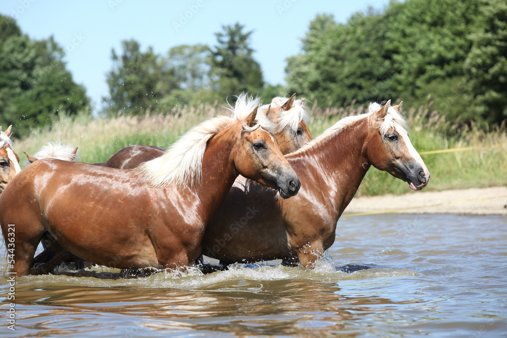 Fototapeta premium Batch of chestnut horses in the wather