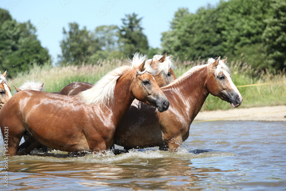 Batch of chestnut horses in the wather