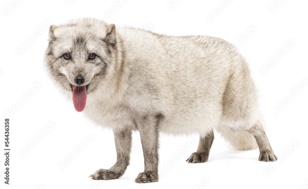 Arctic fox, Vulpes lagopus, isolated Arctic fox, Vulpes lagopus, isolated