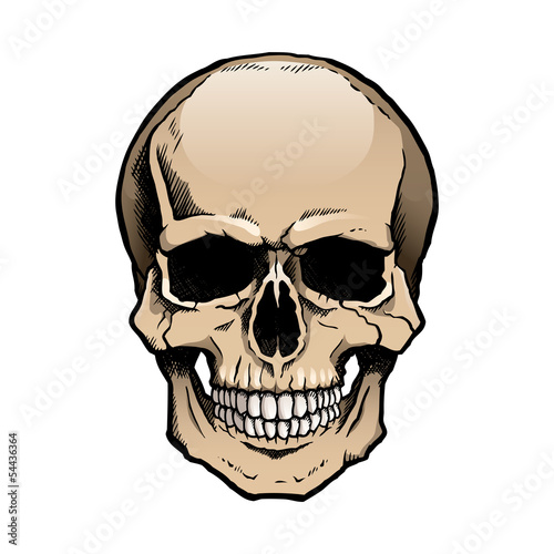Colored human skull with a lower jaw.