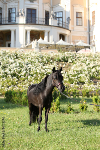 Portrait of nice arabian horse