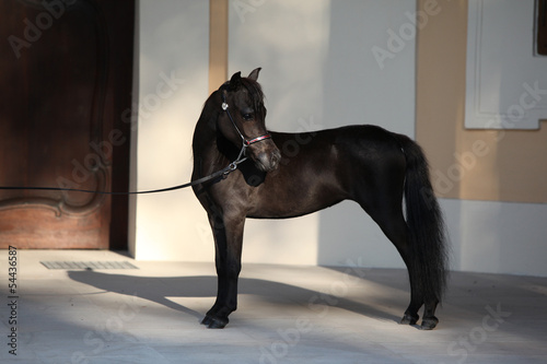 Portrait of nice arabian horse