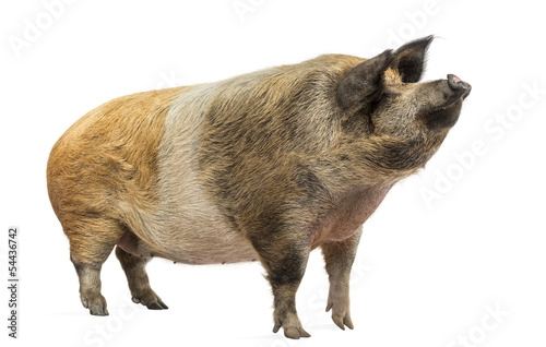 Domestic pig standing and looking up, isolated on white