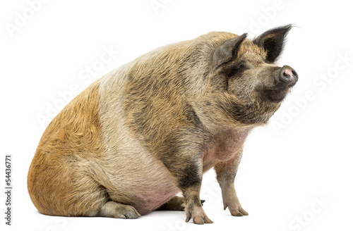 Domestic pig sitting and looking away, isolated on white photo