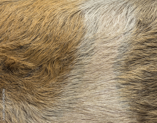 Wallpaper Mural Close-up of a domestic pig's skin Torontodigital.ca