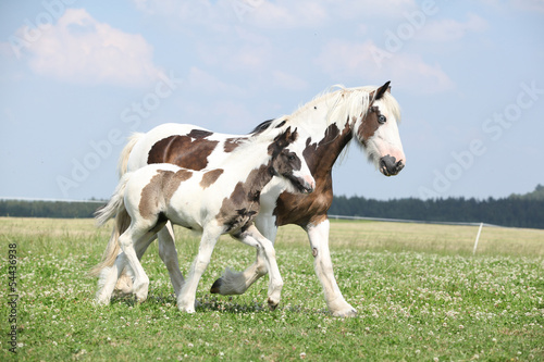 Fototapeta Naklejka Na Ścianę i Meble -  Portrait of nice arabian horse