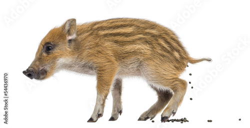 Fotografía Wild boar, Sus scrofa, also known as wild pig, defecating