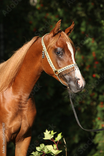 Portrait of nice arabian horse