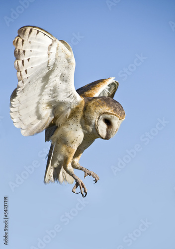 Barn Owl