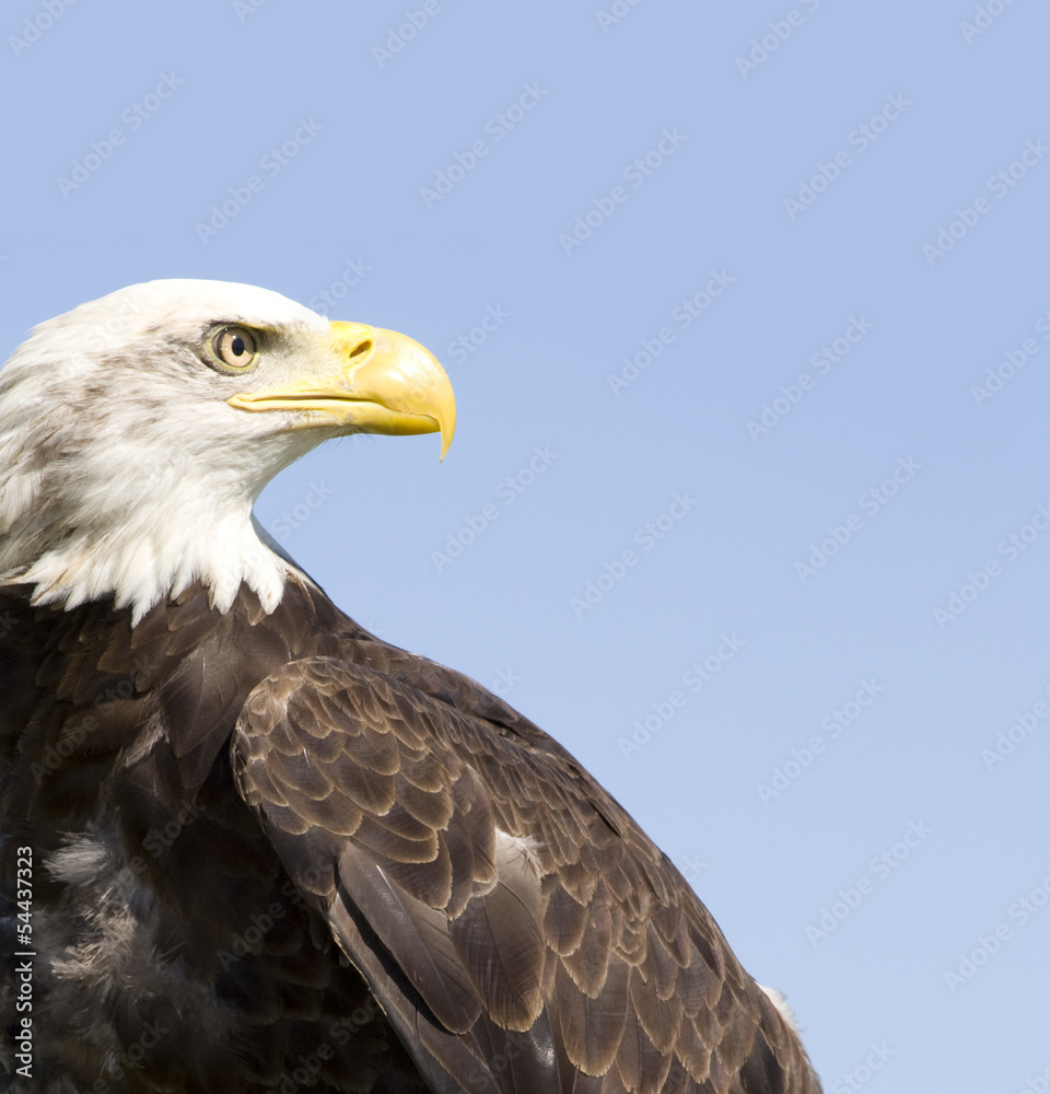 Bald Eagle Bald Eagle