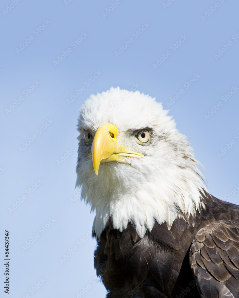 Obraz premium Bald Eagle