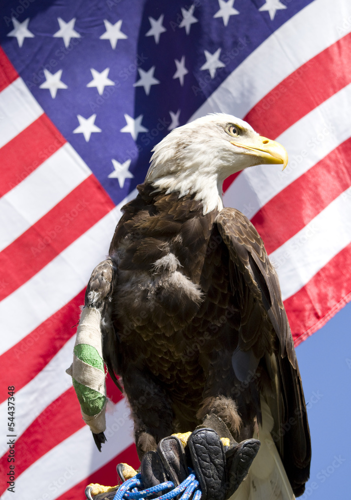 Naklejka premium Bald Eagle